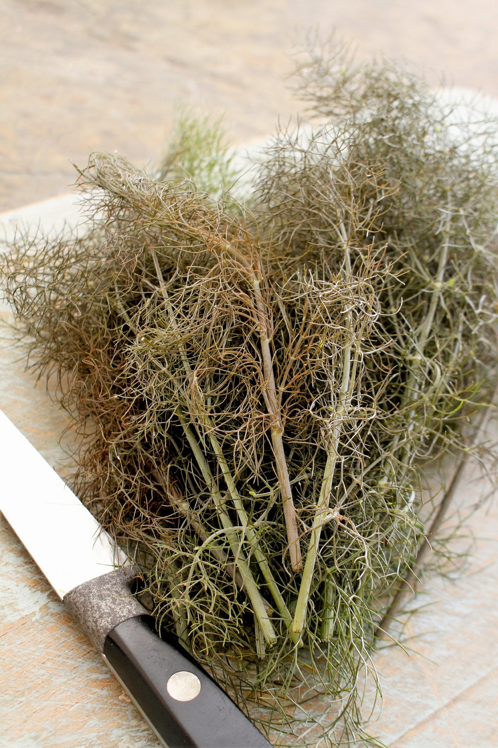 100 Organic BRONZE FENNEL Foeniculum Vulgare Purpureum Herb Bronze Foliage Yellow Flower Seeds