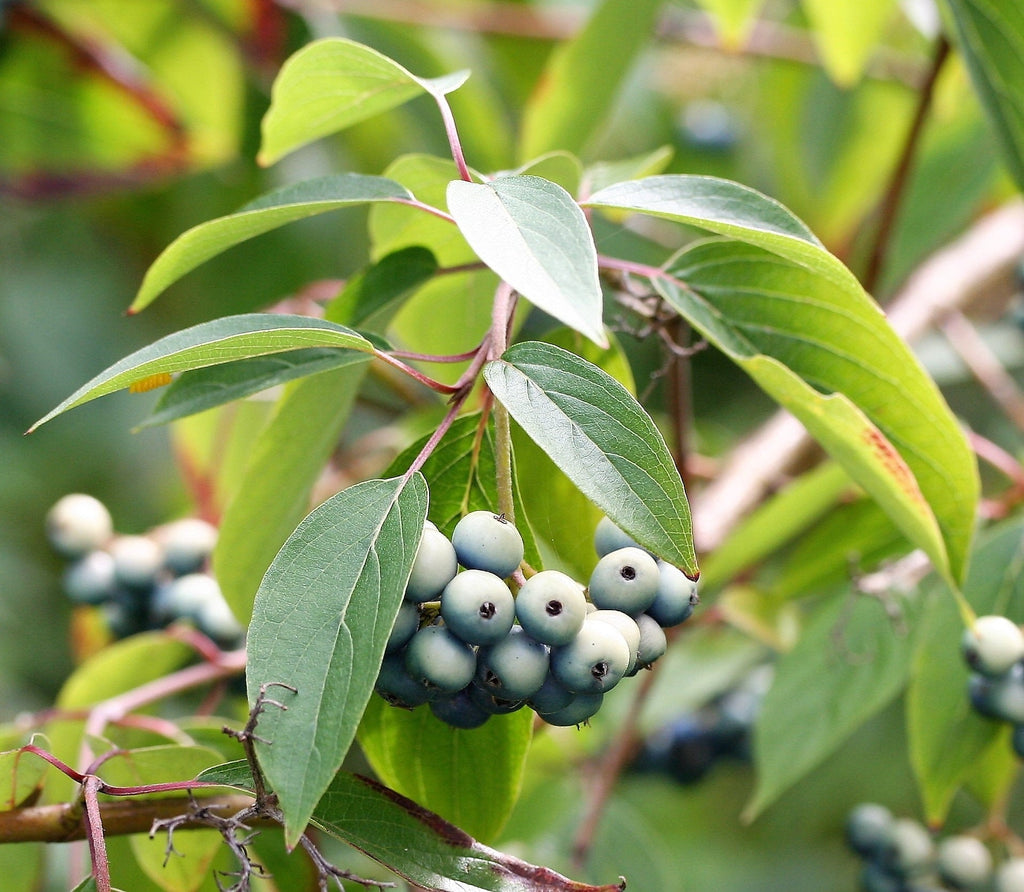 20 SILKY DOGWOOD Shrub Cornus Amomum syn. Coerulea Swida aka Kinnikinnik & Red Willow White Flower Silver Blue Berry Seeds