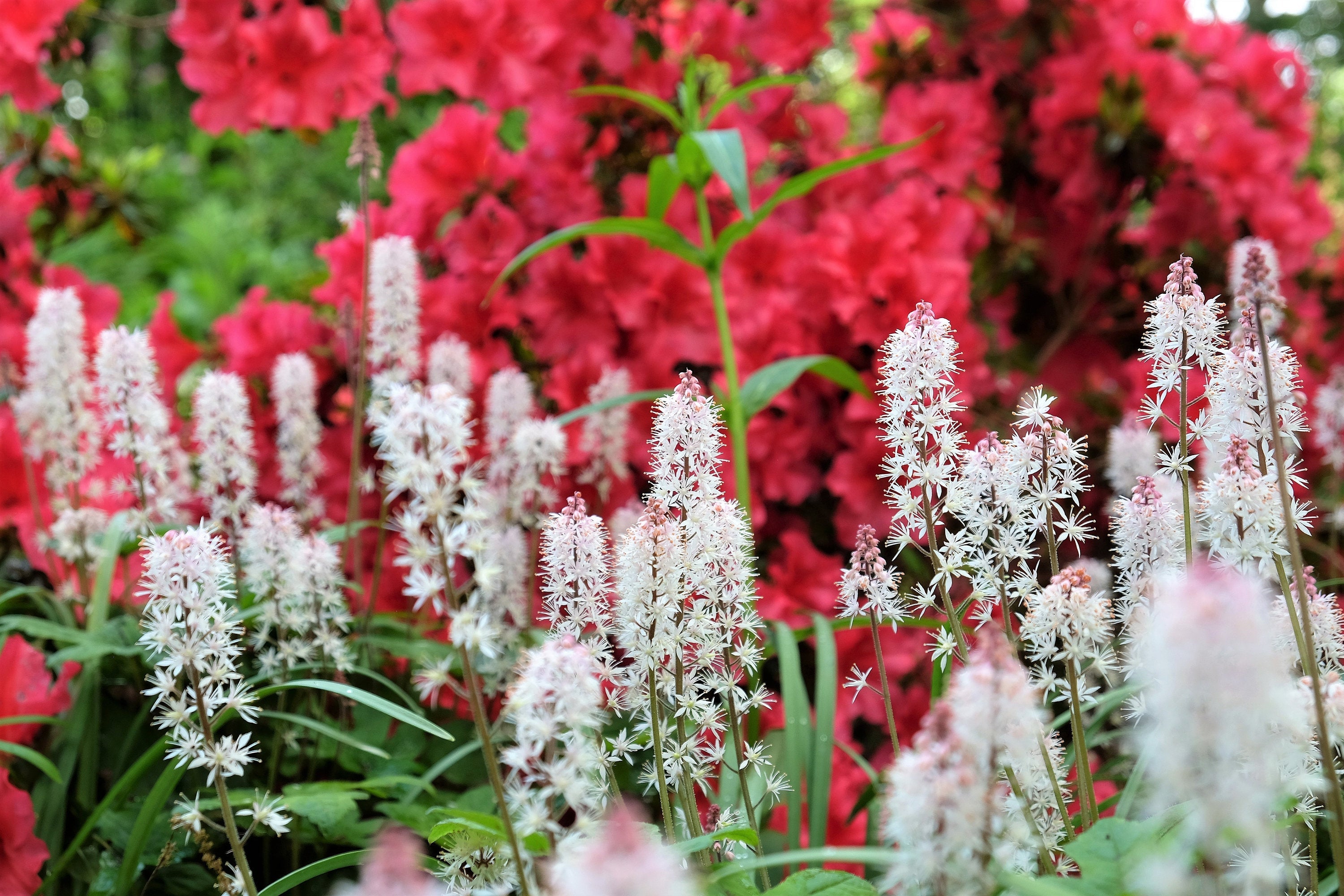 20 FILIGRAN FOAMFLOWER White & Pink Tiarella Polyphylla Laceflower Shade Flower Seeds