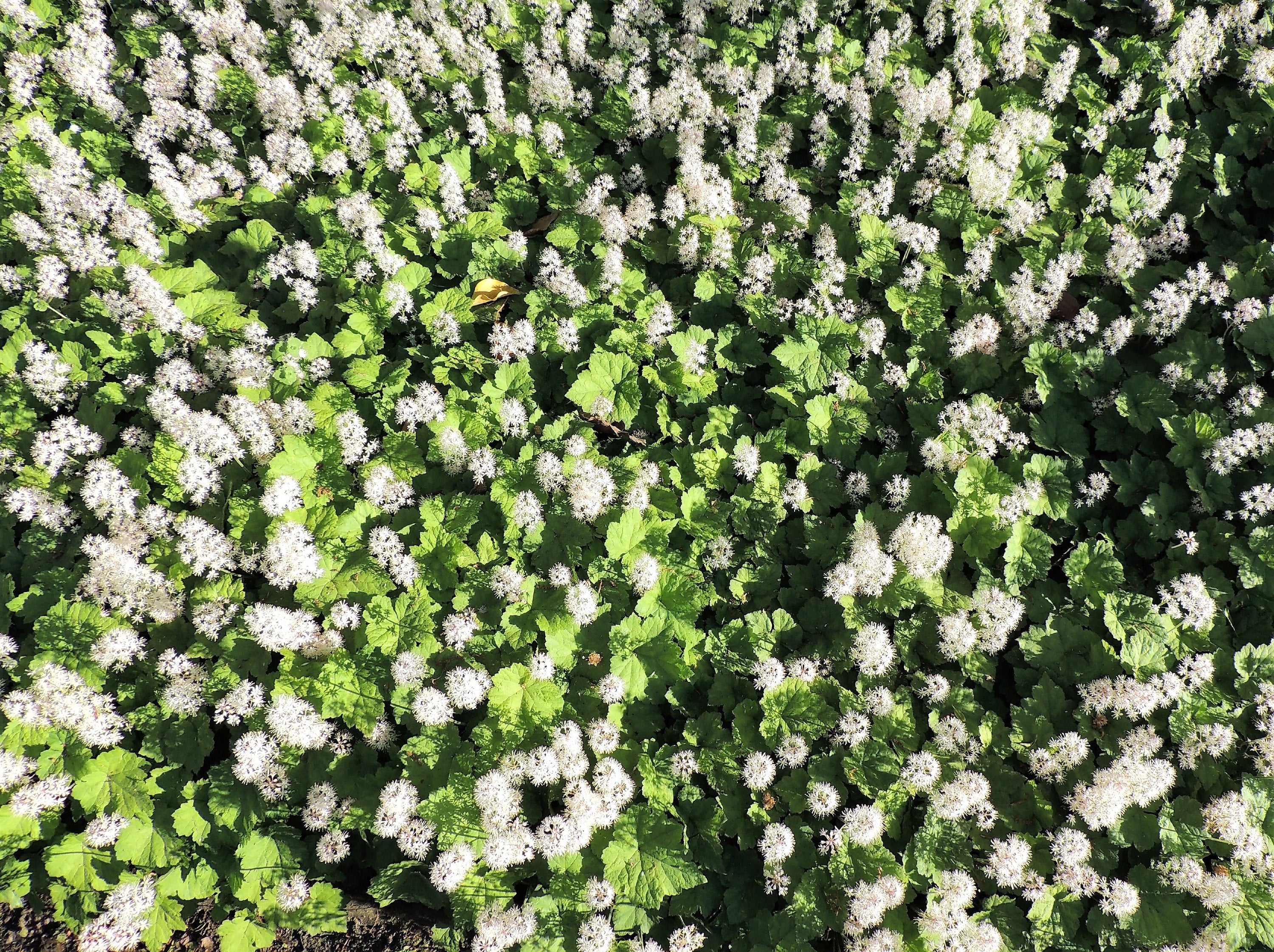 20 FILIGRAN FOAMFLOWER White & Pink Tiarella Polyphylla Laceflower Shade Flower Seeds