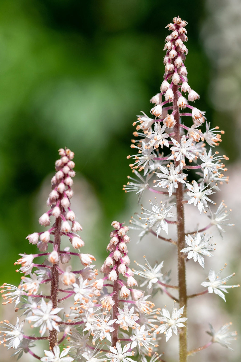 20 FILIGRAN FOAMFLOWER White & Pink Tiarella Polyphylla Laceflower Shade Flower Seeds