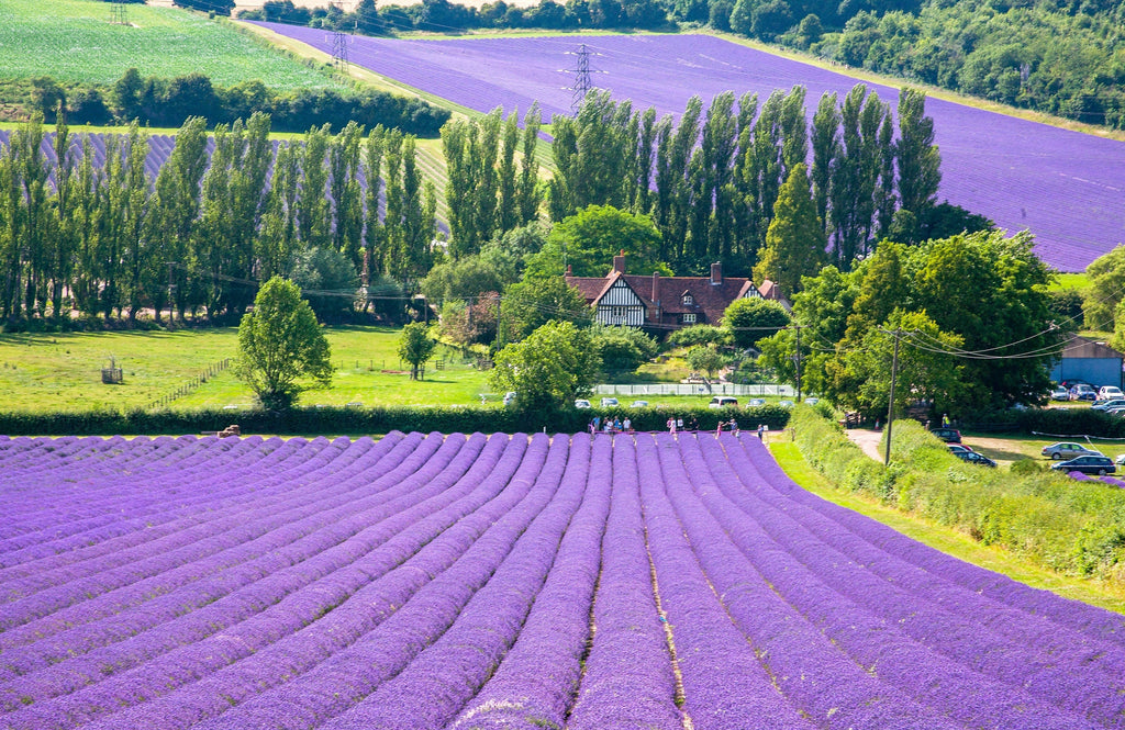 20 DWARF MUNSTEAD LAVENDER Blue English Lavandula Angustifolia Munstead Purple Fragrant Flower Herb Seeds