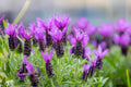 100 FRENCH LAVENDER aka Butterfly Lavender, Spanish, Topped Lavandula Stoechas Fragrant Blue Purple Flower Herb Seeds