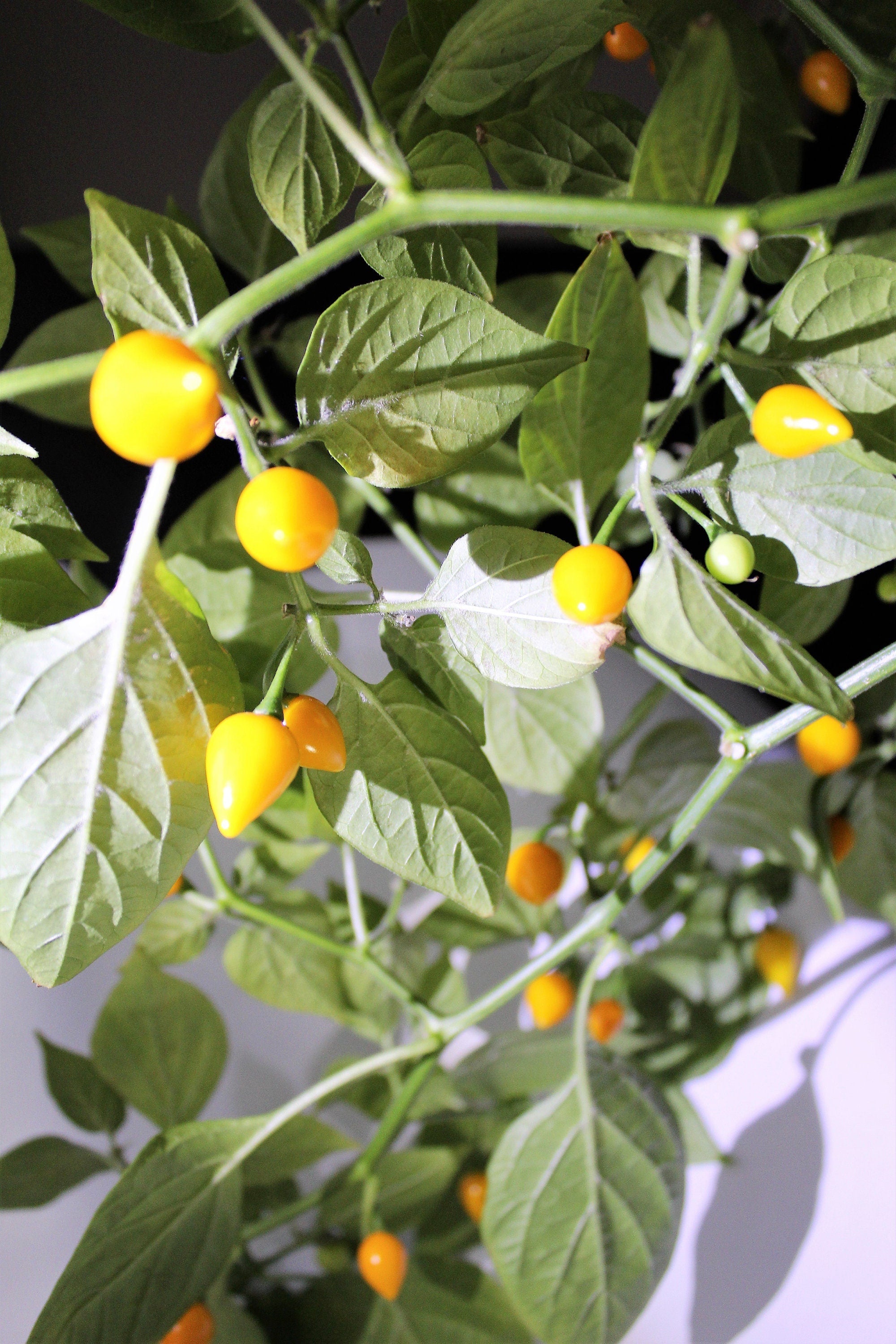 25 YELLOW BIQUINHO PEPPER Brazilian Chupetinho Capsicum Chinense Small Citrusy Sweet Semi Hot Chile Sweety Drop Vegetable Seeds