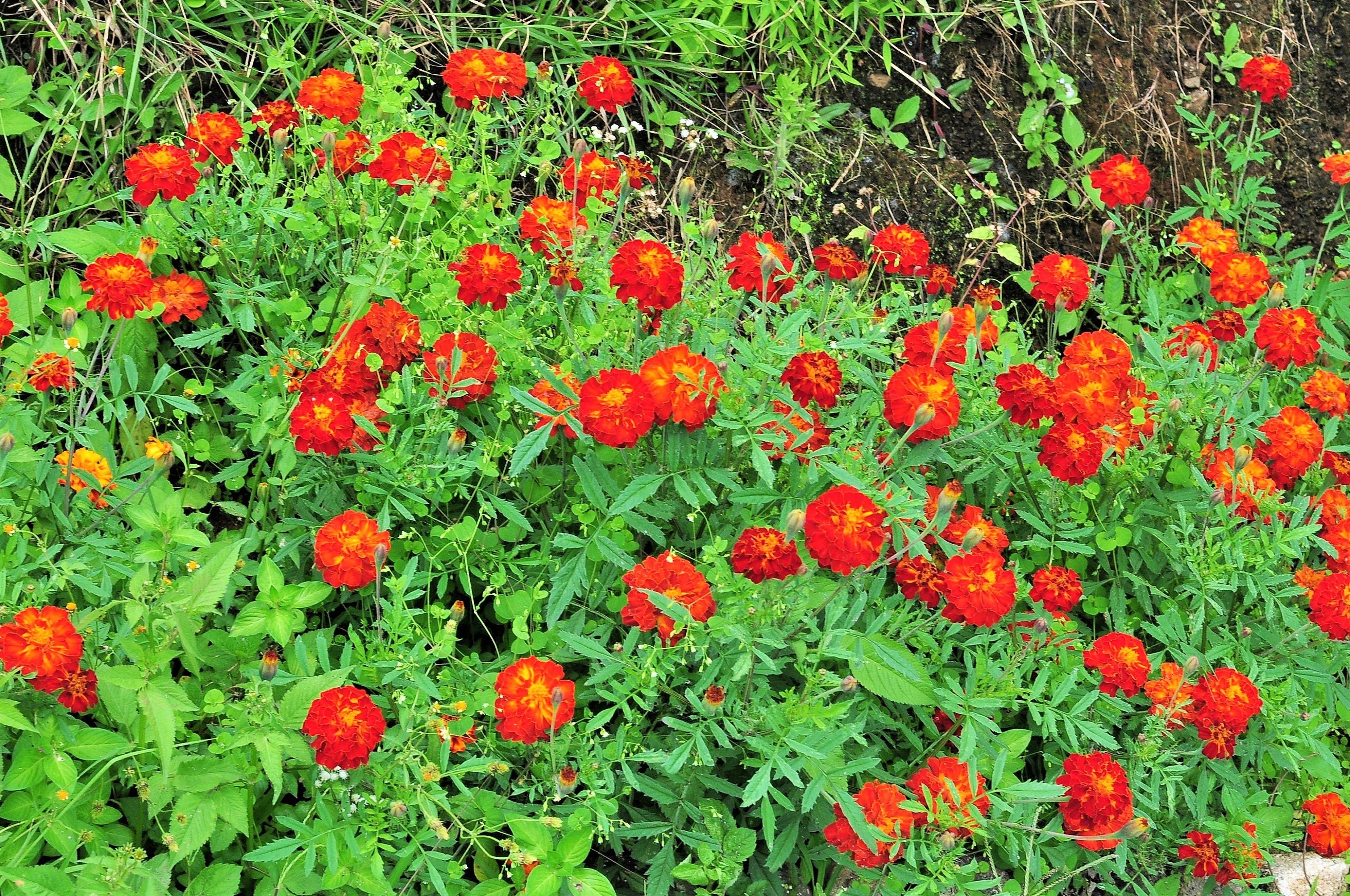 400 RED CHERRY MARIGOLD French Red & Yellow 2 Tone Tagetes Patula Flower Seeds