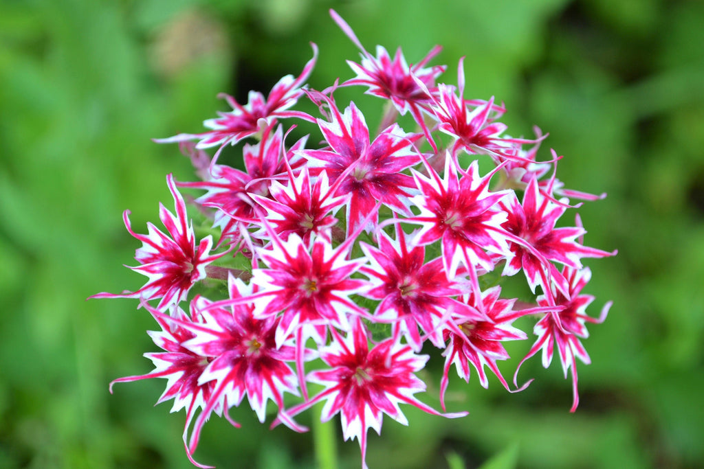 100 TWINKLE DWARF PHLOX Drummondii Cuspidata var. Stellaris Star Mix Two Tone Mixed Colors Pink Purple Red White Flower Seeds