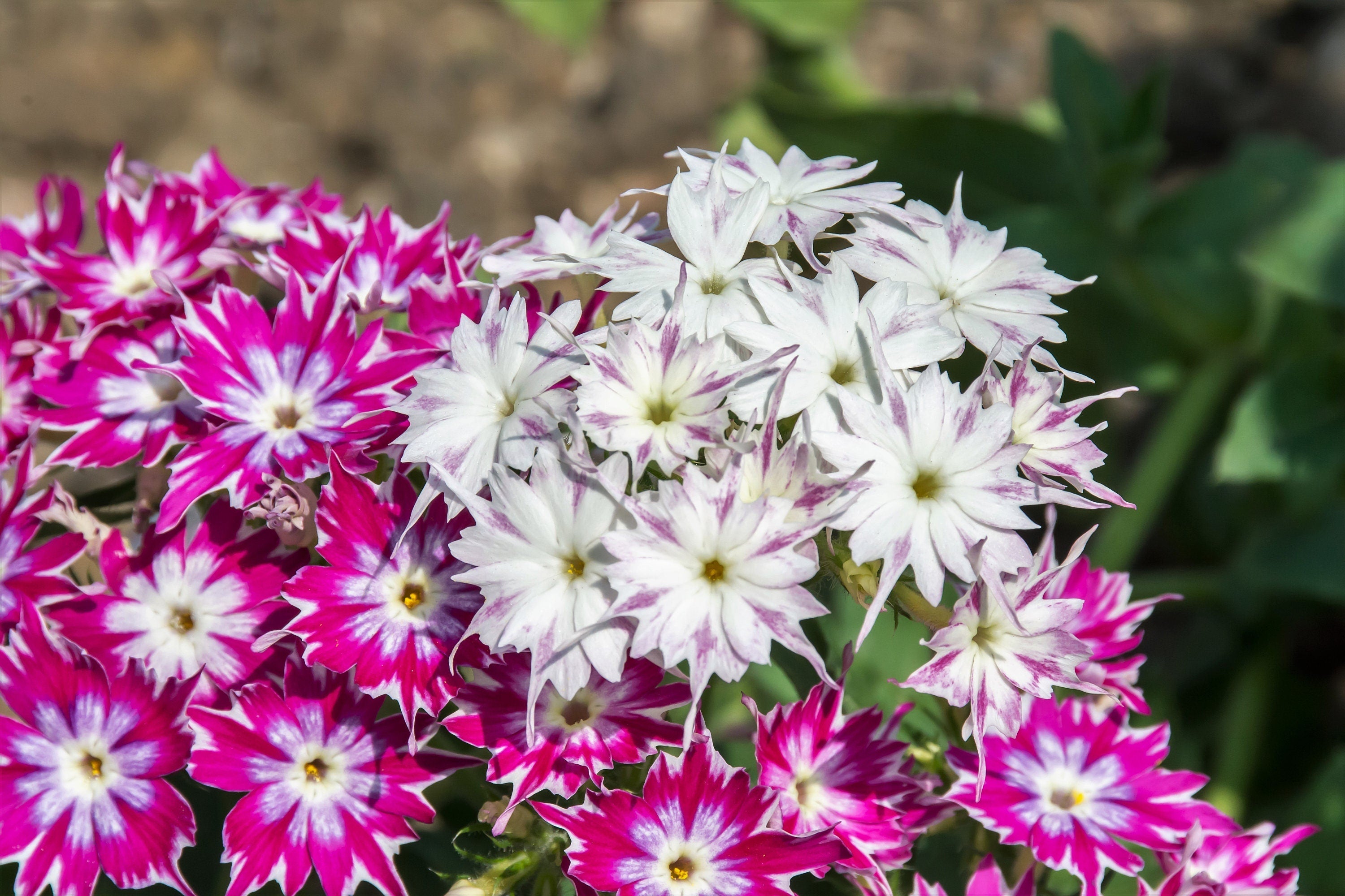 100 TWINKLE DWARF PHLOX Drummondii Cuspidata var. Stellaris Star Mix Two Tone Mixed Colors Pink Purple Red White Flower Seeds