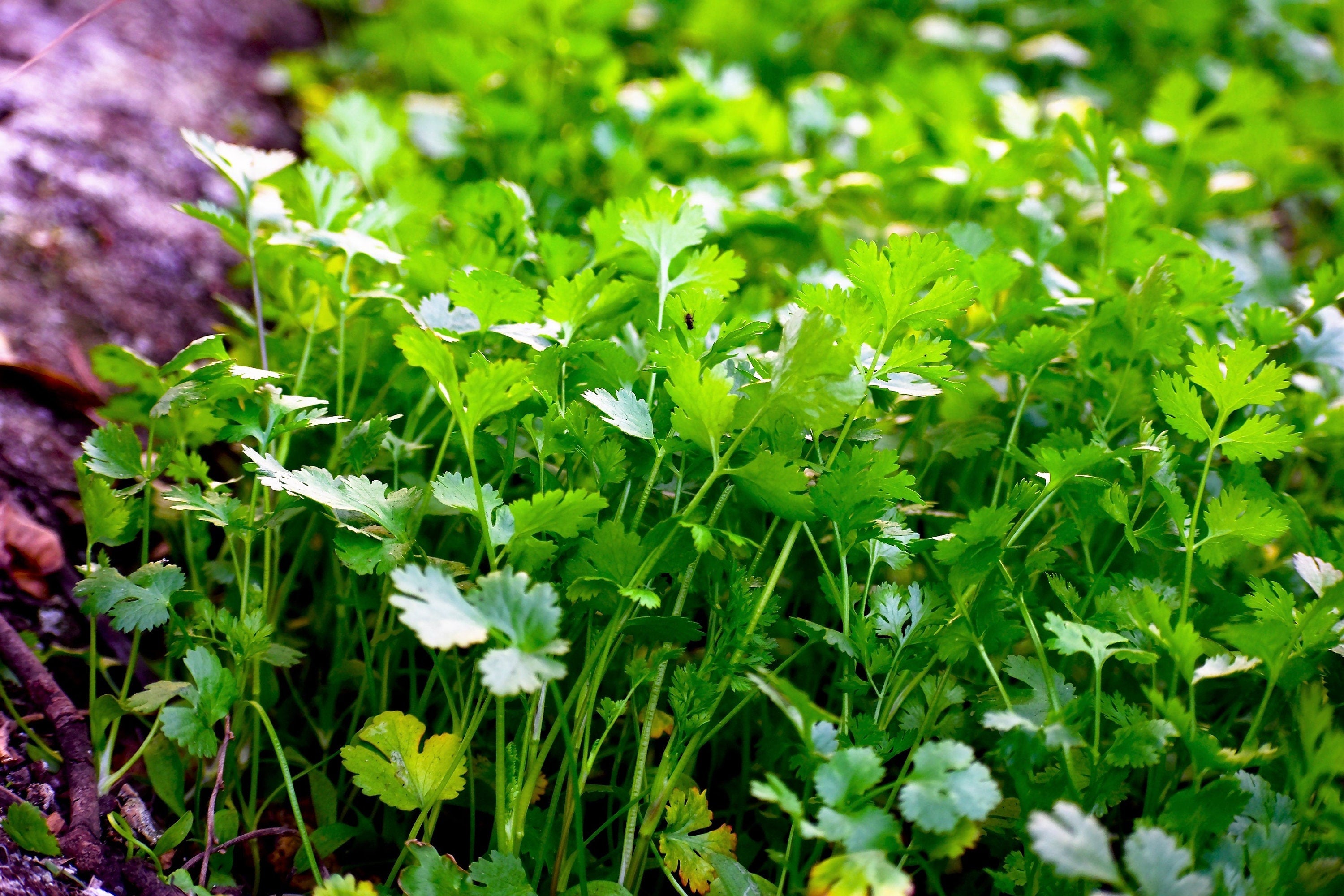 25 Organic DWARF LEMON CILANTRO Coriander Spice Coriandrum Sativum Fragrant Herb Seeds