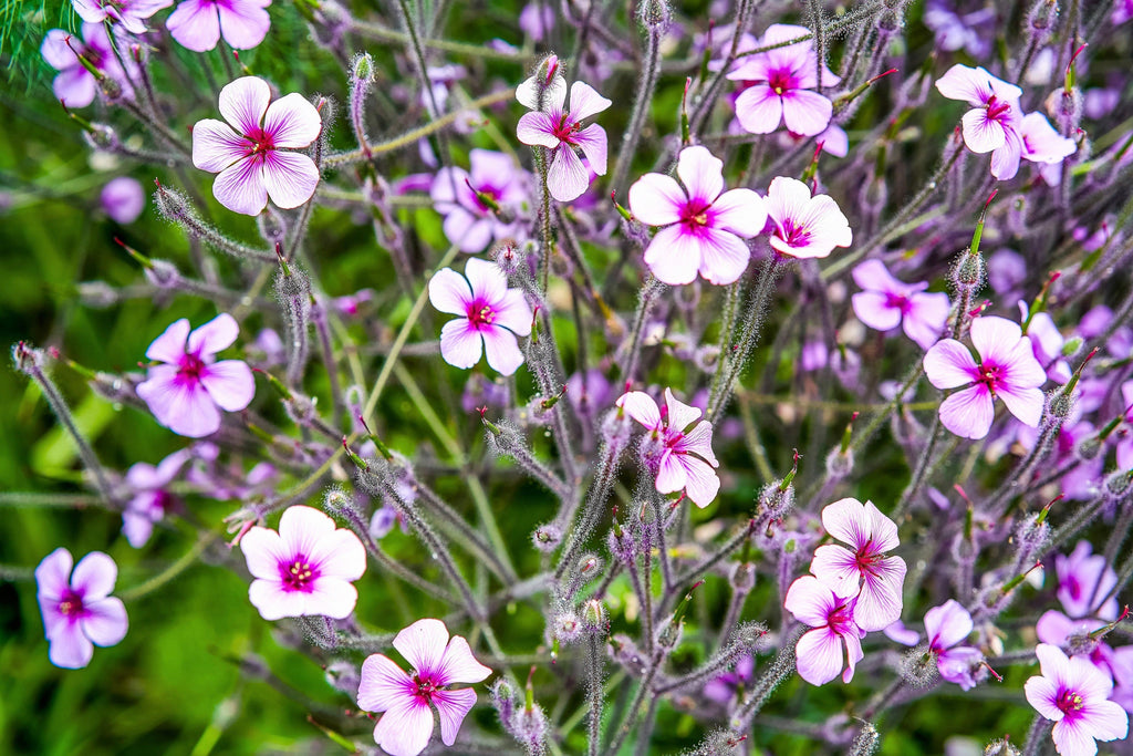 10 WHITE MADEIRA GERANIUM Maderense Cranesbill Giant Herb Robert Pink Eye Flower Seeds