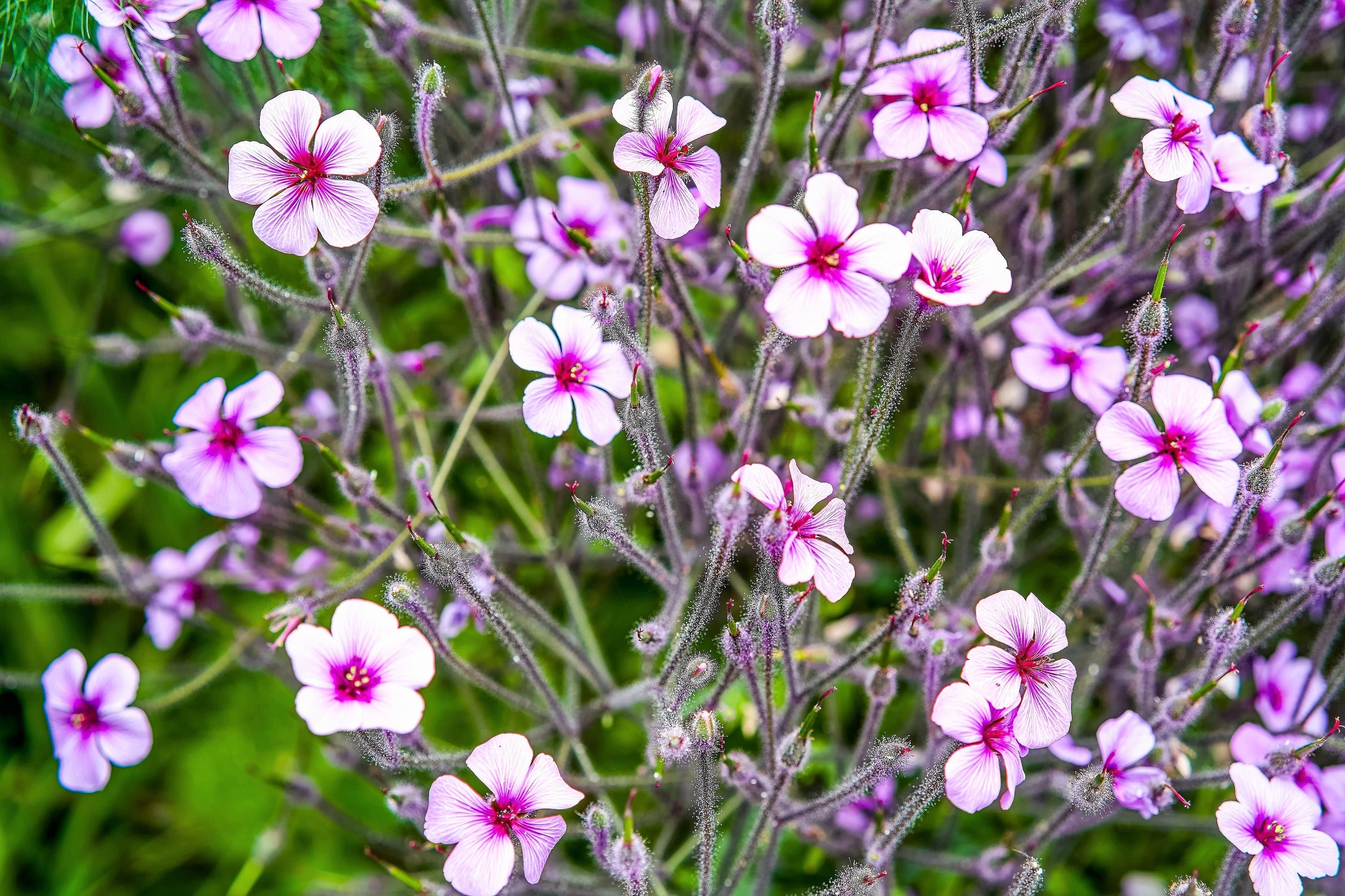 10 WHITE MADEIRA GERANIUM Maderense Cranesbill Giant Herb Robert Pink Eye Flower Seeds