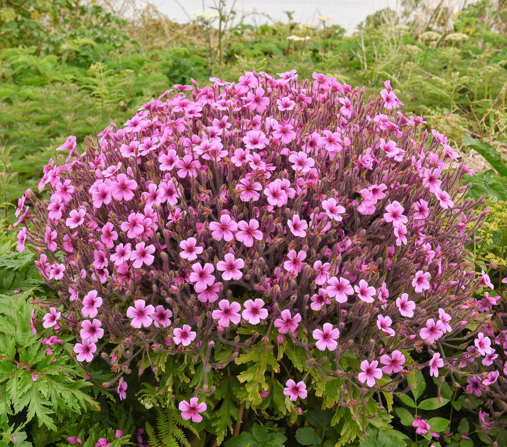 10 WHITE MADEIRA GERANIUM Maderense Cranesbill Giant Herb Robert Pink Eye Flower Seeds