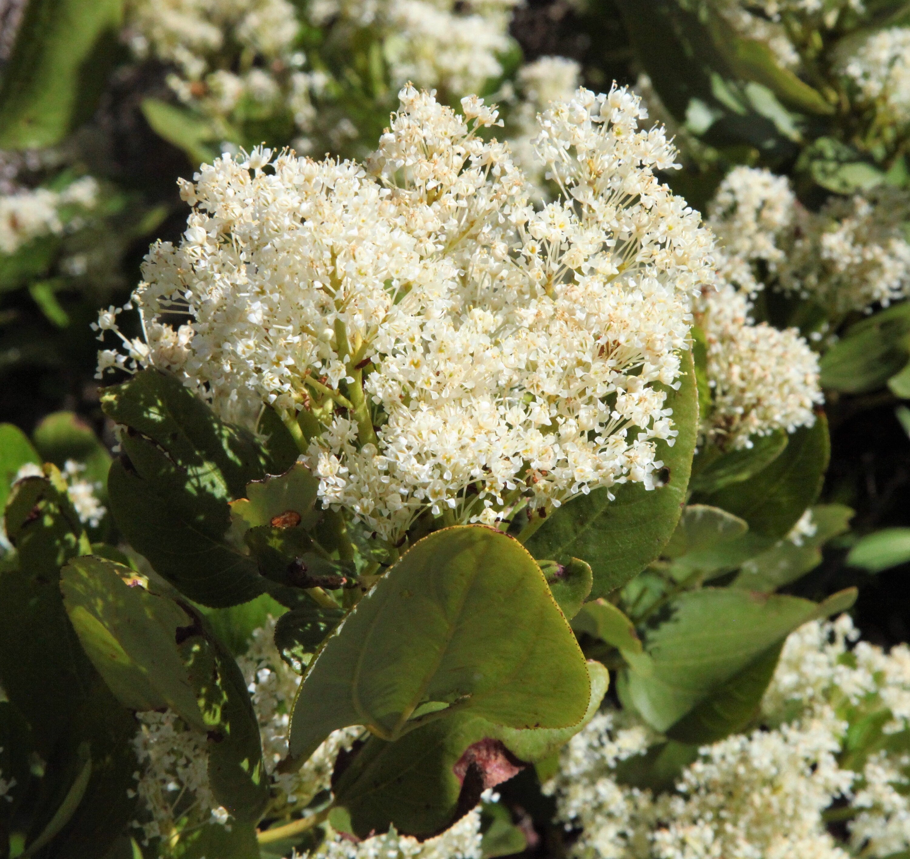 20 White SNOWBRUSH Ceanothus Velutinus aka Mountain Balm or Buckbrush Evergreen Native Flower Shrub Seeds