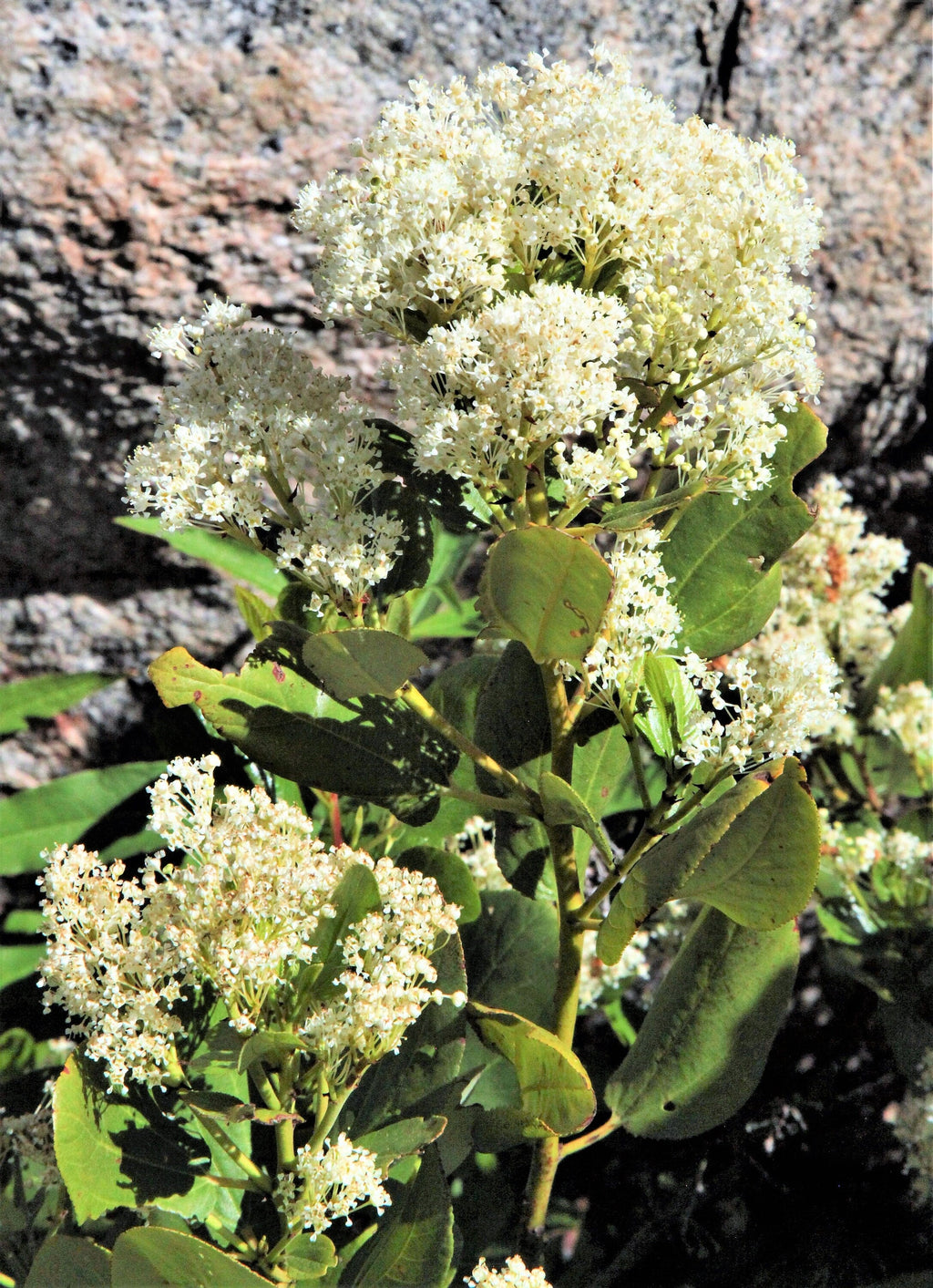 20 White SNOWBRUSH Ceanothus Velutinus aka Mountain Balm or Buckbrush Evergreen Native Flower Shrub Seeds