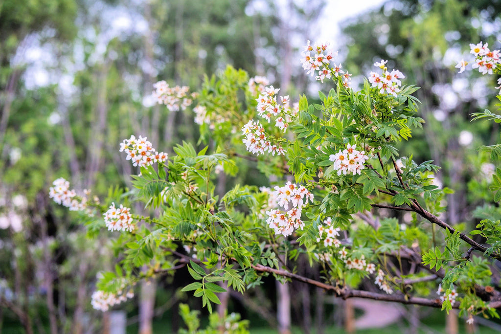 5 YELLOWHORN TREE Xanthoceras Sorbifolium aka Goldenhorn, Raintree, Chinese Flowering Chestnut - White Yellow Red Fragrant Flower Seeds