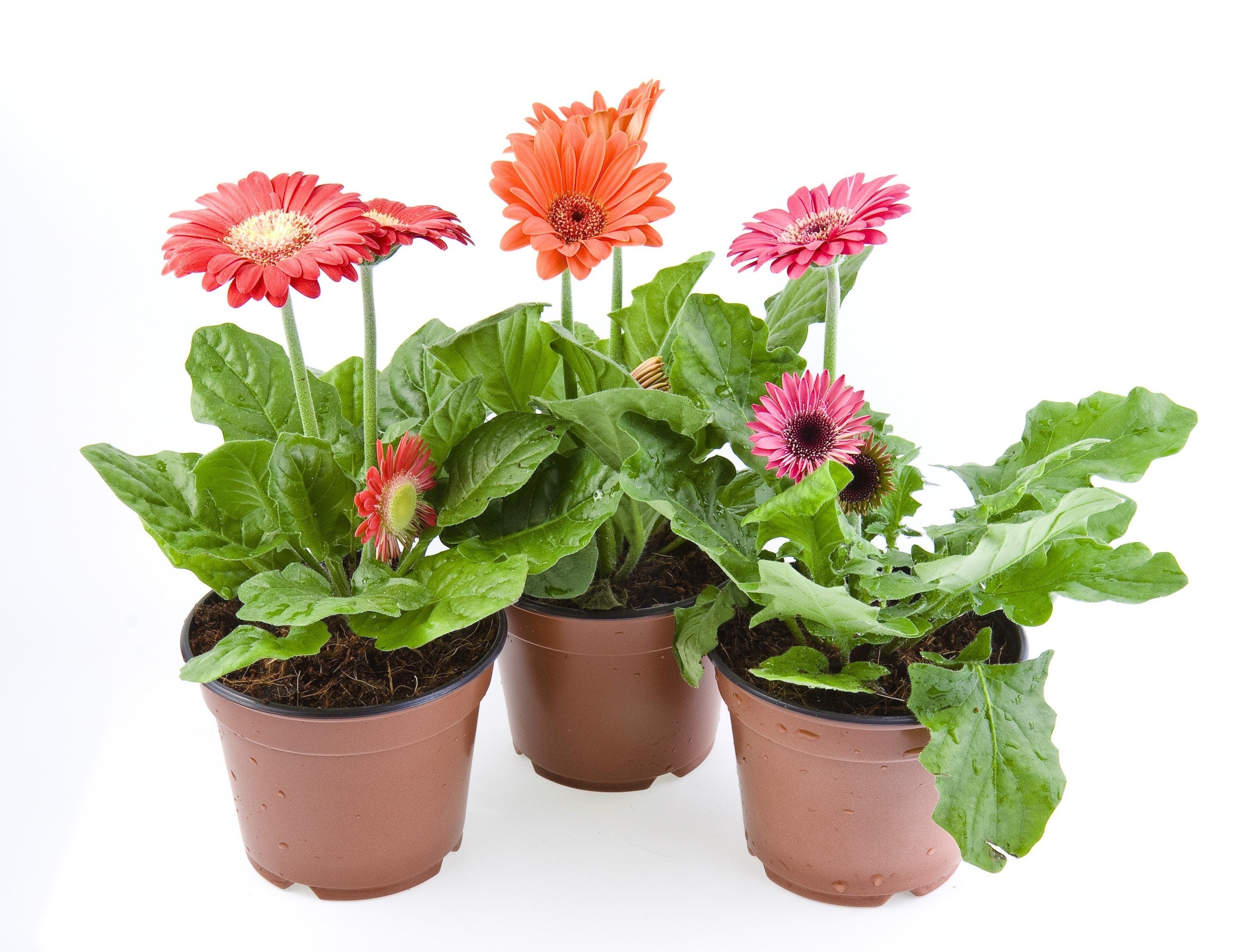 20 GERBER DAISY Mix Gerbera Jamesonii aka Barberton or African Daisy Mixed Colors Pink Purple Red Orange Yellow White Flower Seeds