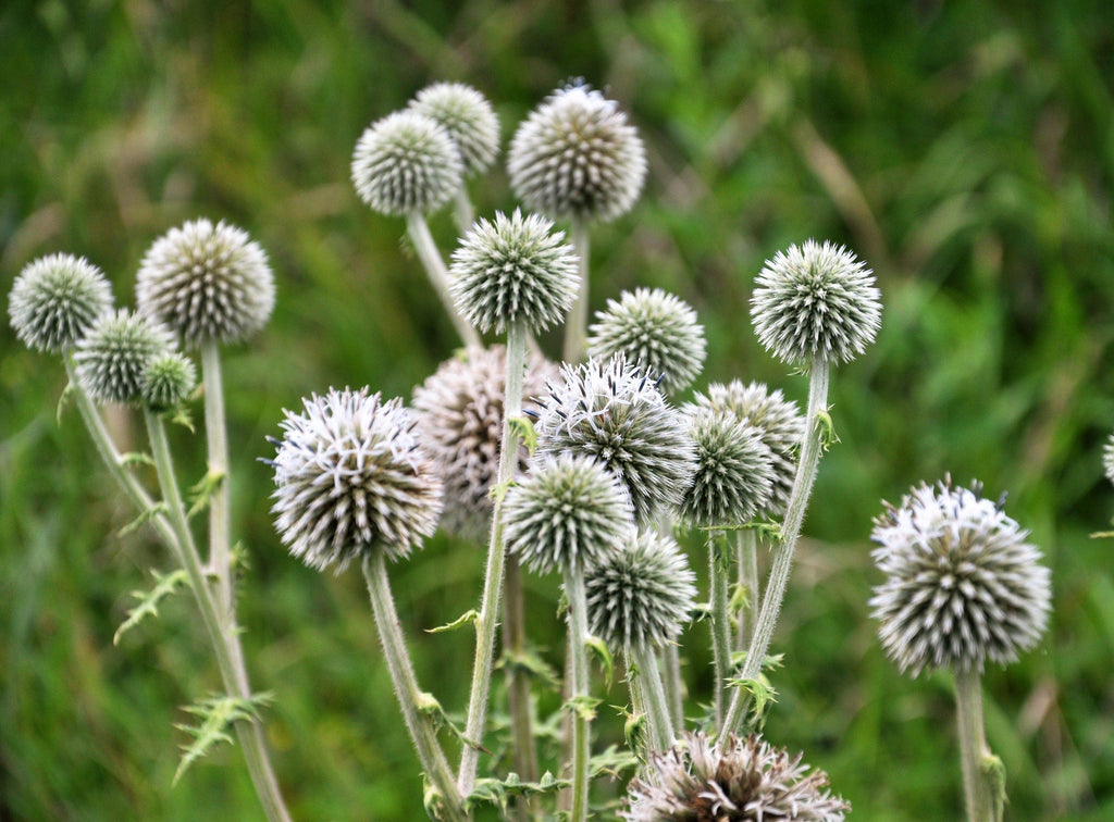 20 Silver GIANT GLOBE THISTLE Echinops Sphaerocephalus Great Globethistle Silvery White Flower Seeds