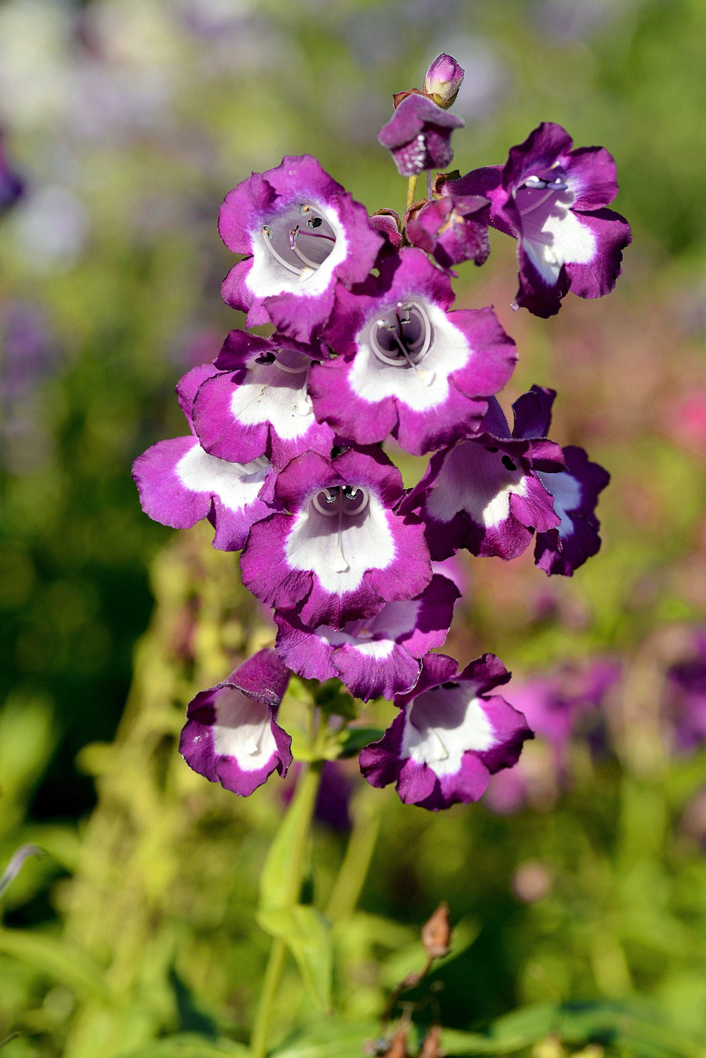 100 SENSATION MIX PENSTEMON Hartwegii Beardtongue Mixed Colors Two Tone Red, Pink, White, Purple, White Flower Seeds