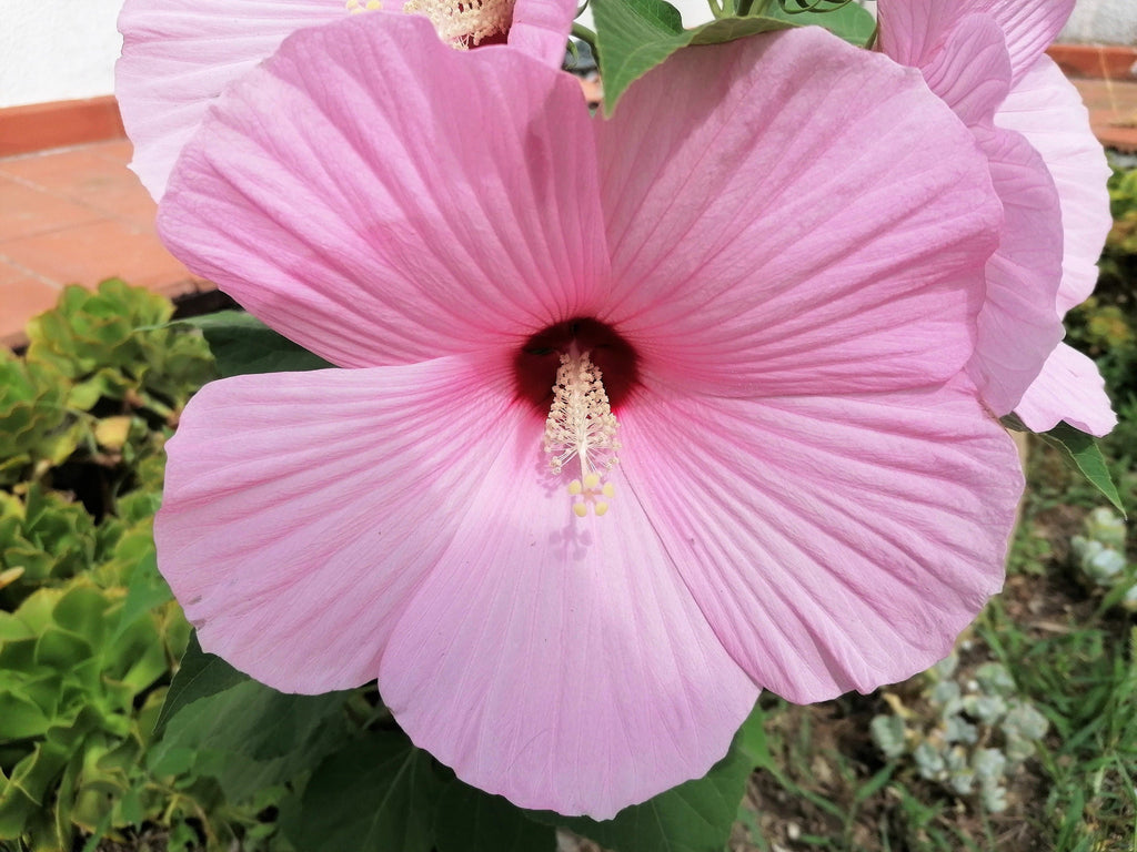 20 LIGHT PINK HIBISCUS Moscheutos var. Palustris Hardy Flower Seeds