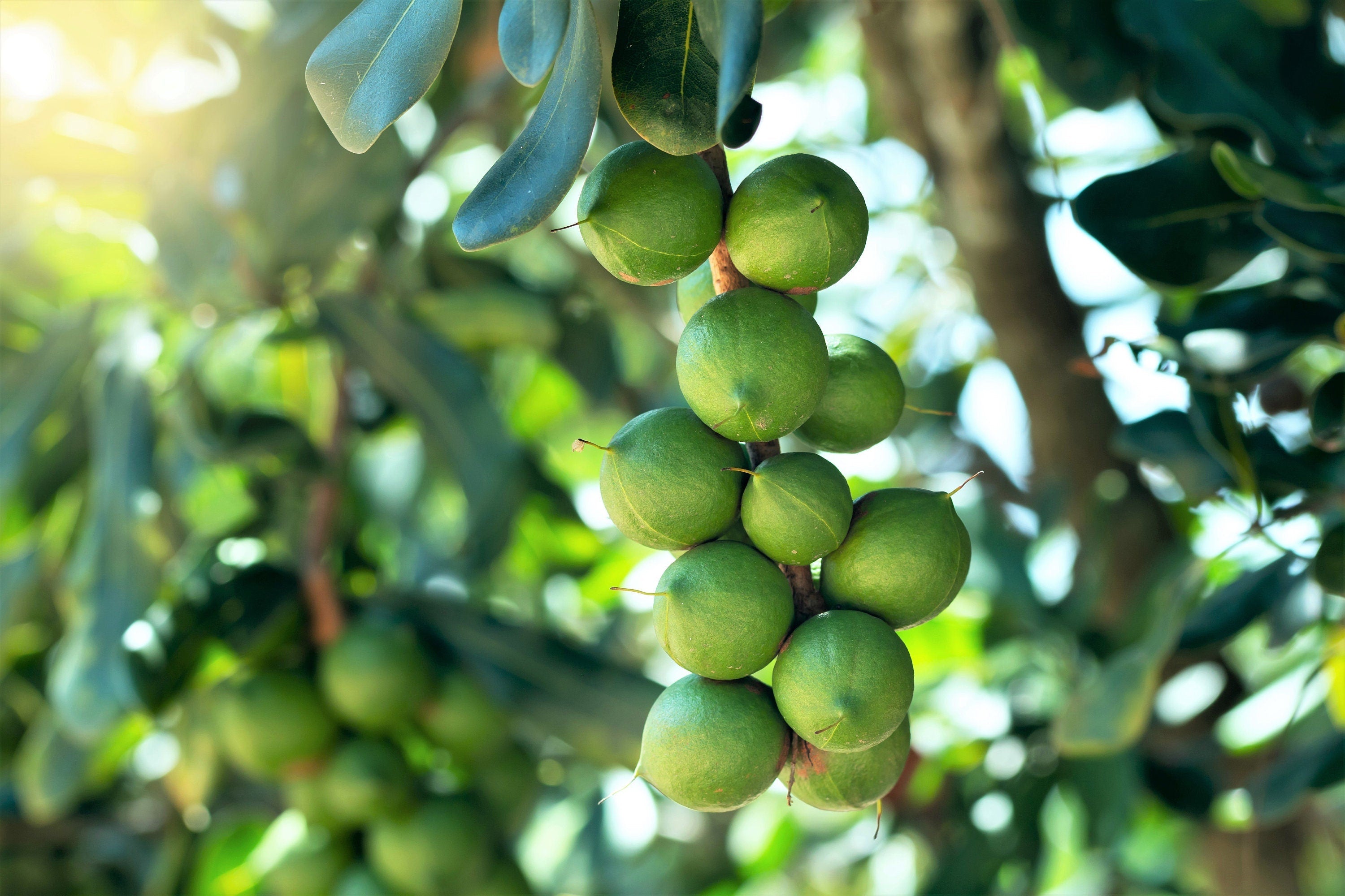 5 MACADAMIA NUT Tree Macadamia Integrifolia Brown Shell Beige Nut Fruit White & Pink Flower Seeds