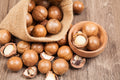 5 MACADAMIA NUT Tree Macadamia Integrifolia Brown Shell Beige Nut Fruit White & Pink Flower Seeds