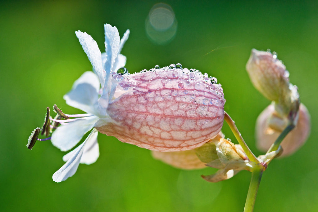 100 MAIDENSTEARS Silene Vulgaris aka Bladder Campion Maidens Tears Pink & White Flower Seeds
