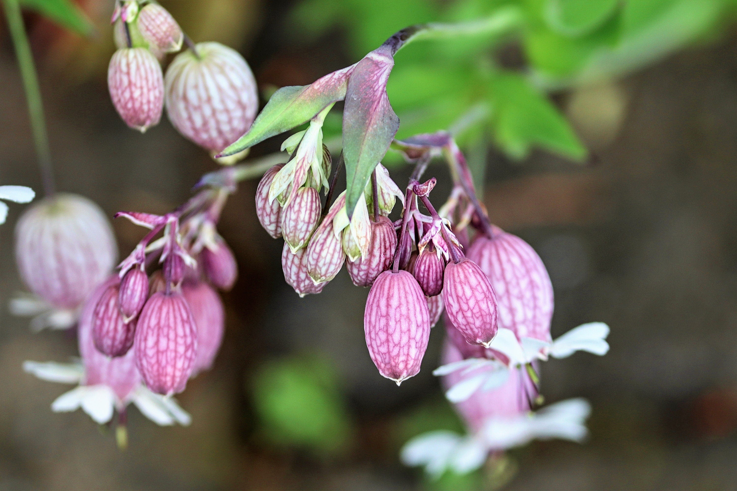 100 MAIDENSTEARS Silene Vulgaris aka Bladder Campion Maidens Tears Pink & White Flower Seeds
