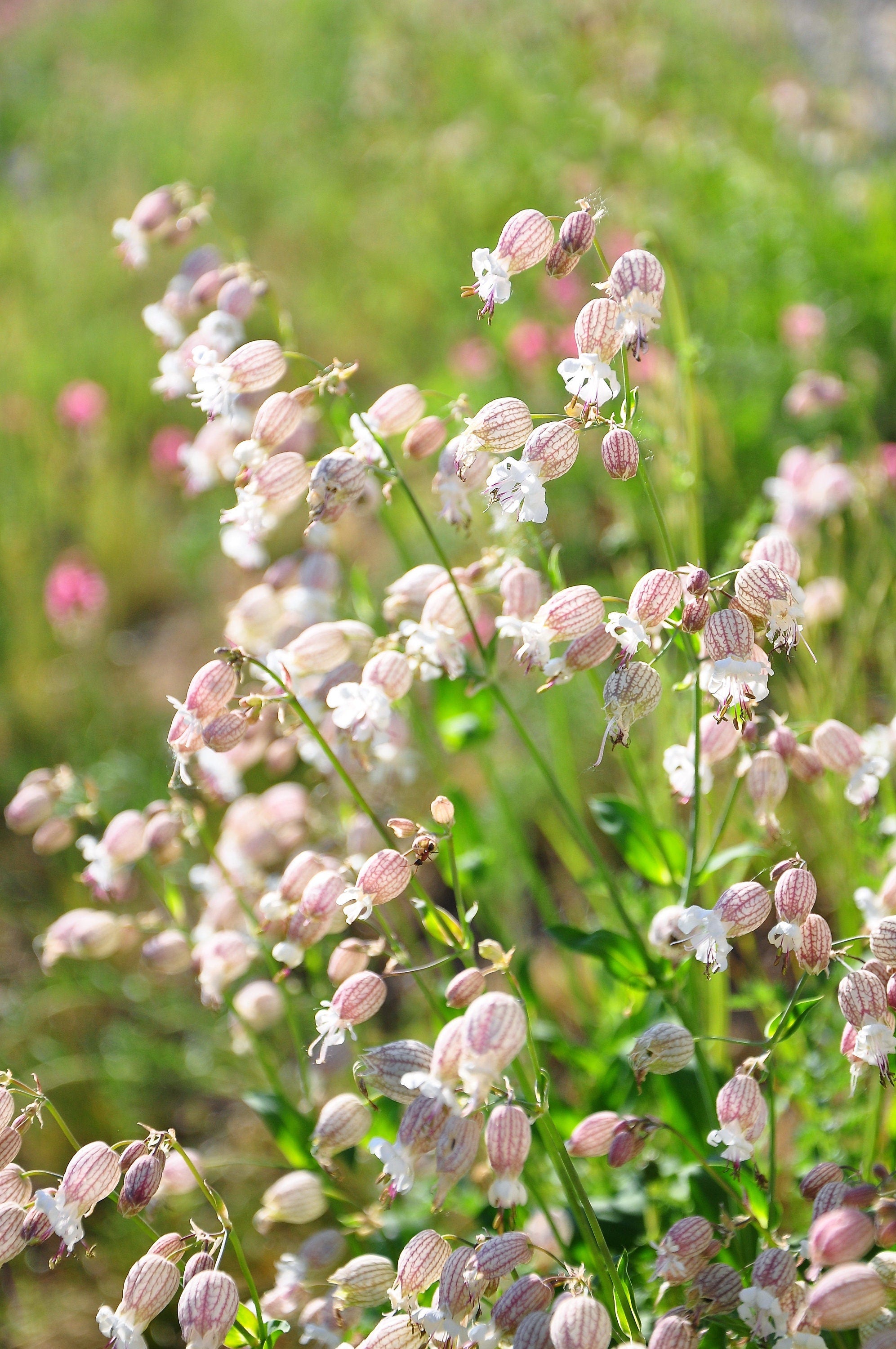 100 MAIDENSTEARS Silene Vulgaris aka Bladder Campion Maidens Tears Pink & White Flower Seeds