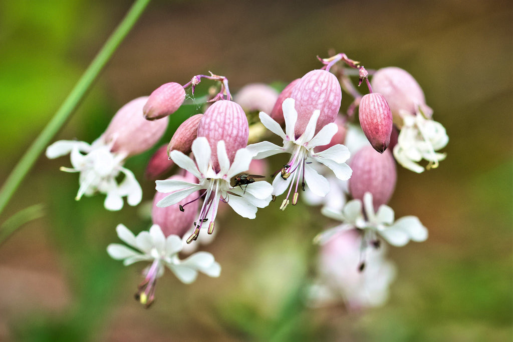 100 MAIDENSTEARS Silene Vulgaris aka Bladder Campion Maidens Tears Pink & White Flower Seeds