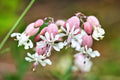 100 MAIDENSTEARS Silene Vulgaris aka Bladder Campion Maidens Tears Pink & White Flower Seeds