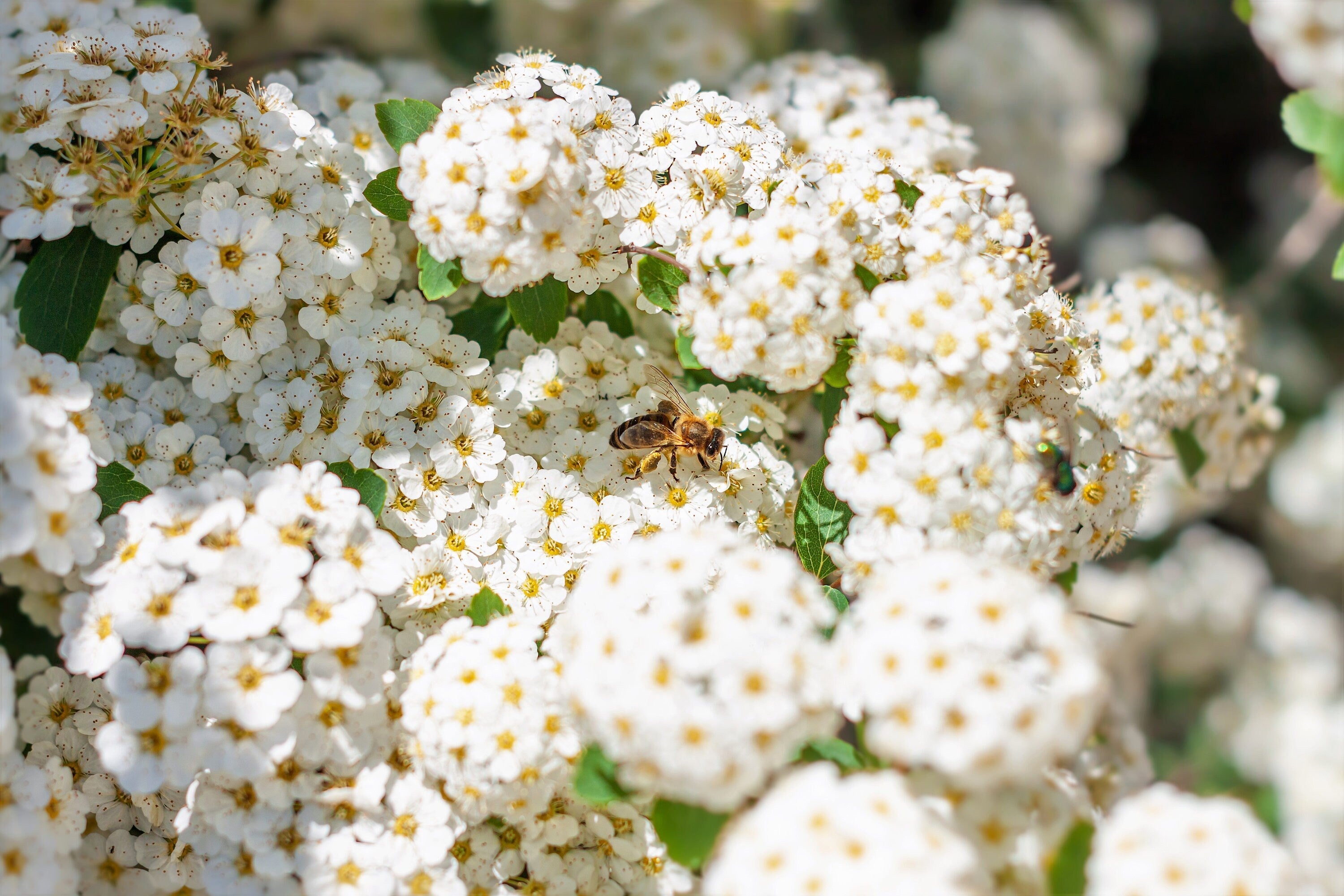 100 WHITE MEADOWSWEET Spiraea Alba Narrow Leaved Queen of the Prairie Native Flower Shrub Seeds