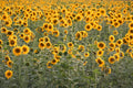 100 PEREDOVIK SUNFLOWER Helianthus Annuus aka Black Peredovik Good Oil / Oilseed Type Yellow Flower Seeds