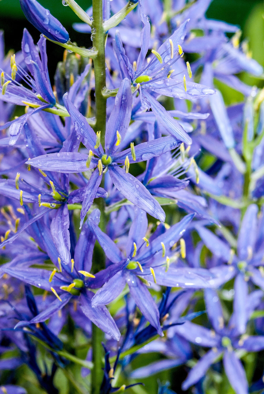 20 Blue LARGE CAMAS Camassia Leichtlinii Quamasia Great Camass Native Flower Seeds