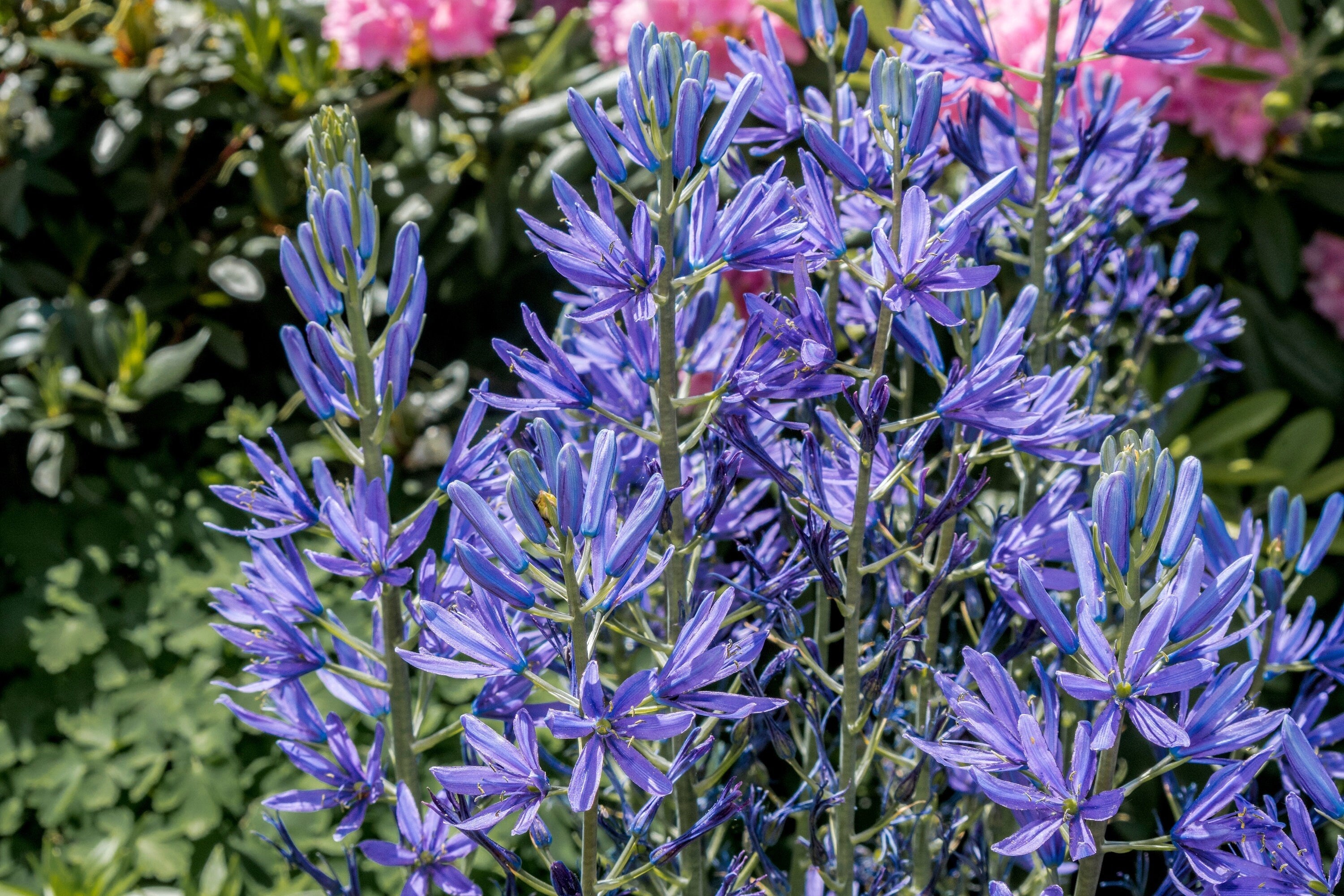 20 Blue LARGE CAMAS Camassia Leichtlinii Quamasia Great Camass Native Flower Seeds