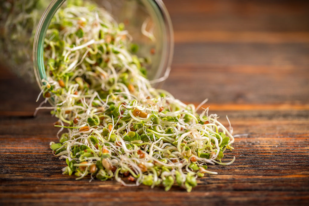 ORGANIC SPROUTING MIX - Peas, Mung & Adzuki Beans, Green, French, & Red Lentil Vegetable Sprout Seeds