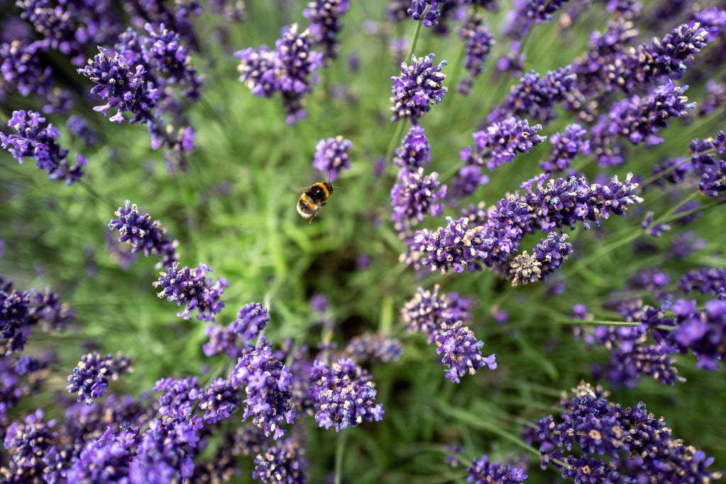200 MUNSTEAD LAVENDER Blue English Lavandula Angustifolia Munstead Fragrant Purple Flower Herb Seeds