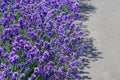 20 DWARF MUNSTEAD LAVENDER Blue English Lavandula Angustifolia Munstead Purple Fragrant Flower Herb Seeds