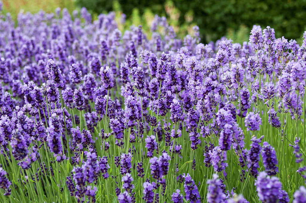 20 DWARF MUNSTEAD LAVENDER Blue English Lavandula Angustifolia Munstead Purple Fragrant Flower Herb Seeds