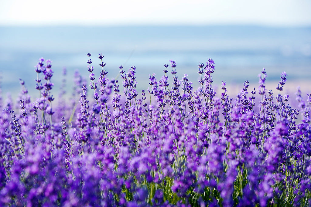 20 DWARF MUNSTEAD LAVENDER Blue English Lavandula Angustifolia Munstead Purple Fragrant Flower Herb Seeds