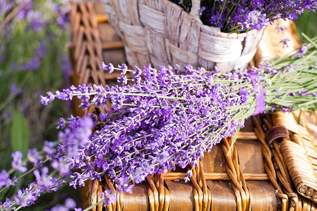 20 DWARF MUNSTEAD LAVENDER Blue English Lavandula Angustifolia Munstead Purple Fragrant Flower Herb Seeds