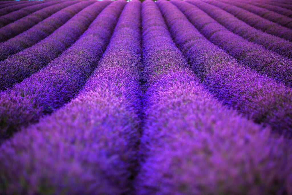 20 DWARF MUNSTEAD LAVENDER Blue English Lavandula Angustifolia Munstead Purple Fragrant Flower Herb Seeds