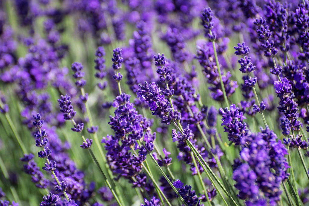 20 DWARF MUNSTEAD LAVENDER Blue English Lavandula Angustifolia Munstead Purple Fragrant Flower Herb Seeds