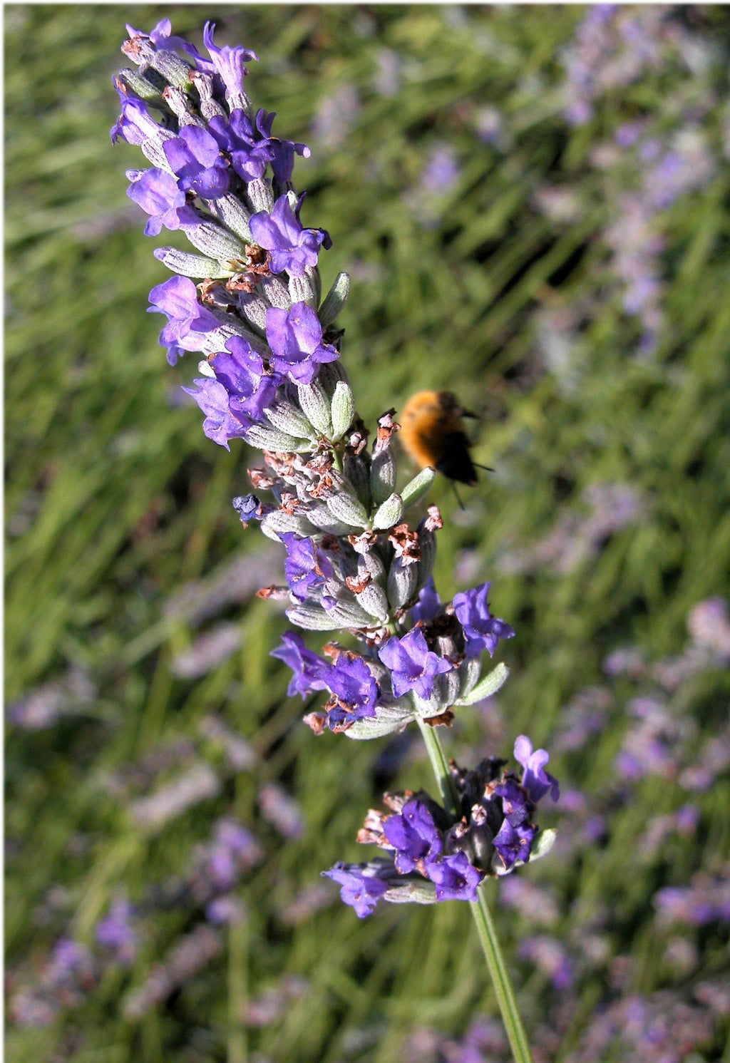 150 Portuguese SPIKE LAVENDER Lavandula Latifolia syn. Spica Broadleaved Fragrant Blue Purple Flower Herb Seeds