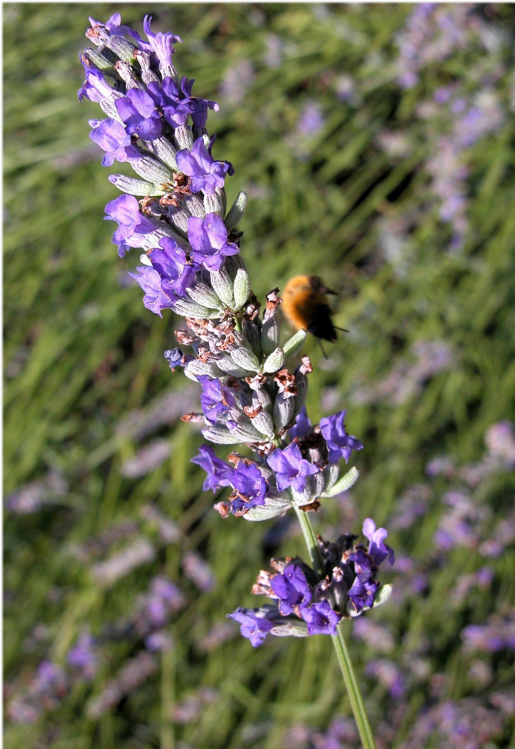 150 Portuguese SPIKE LAVENDER Lavandula Latifolia syn. Spica Broadleaved Fragrant Blue Purple Flower Herb Seeds