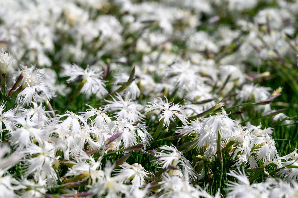 25 Dwarf LITTLE MAIDEN DIANTHUS Arenarius f. Nanus Fragrant White Flower Seeds