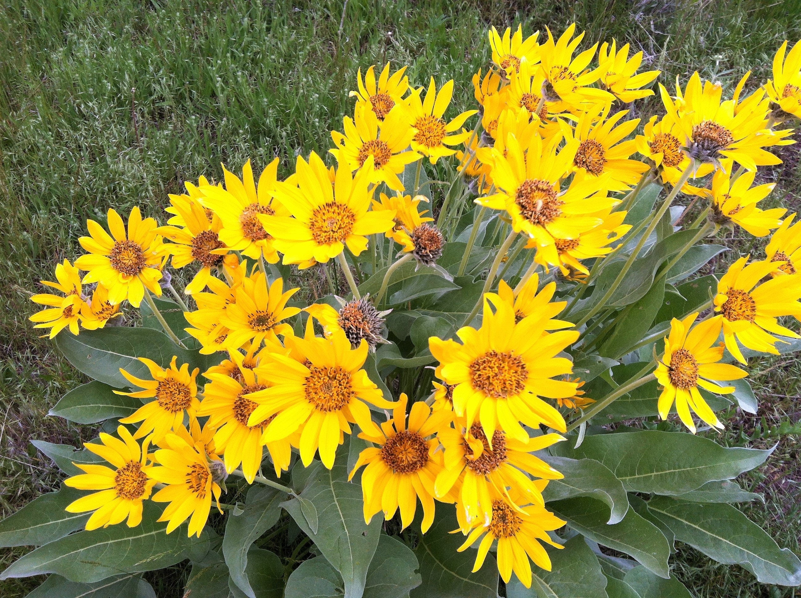 50 ARROWLEAF BALSAMROOT Oregon Sunflower Balsamorhiza Sagittata Native Huge Fragrant Flower Seeds