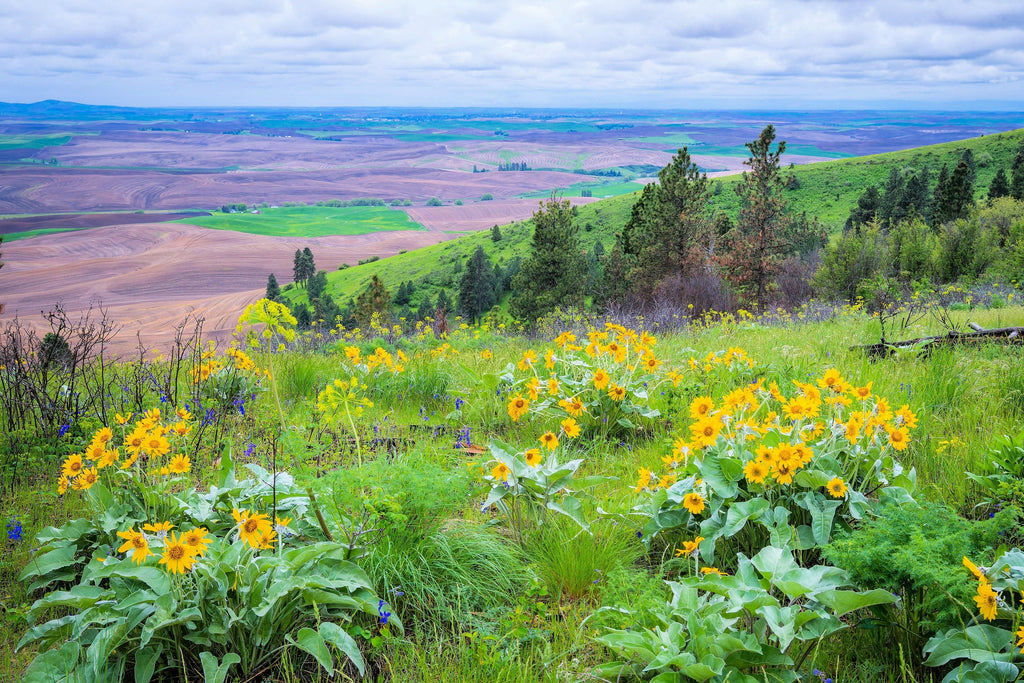 50 ARROWLEAF BALSAMROOT Oregon Sunflower Balsamorhiza Sagittata Native Huge Fragrant Flower Seeds