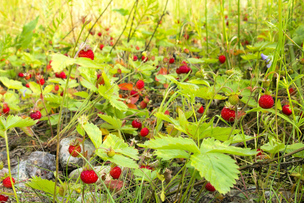 80 California WOODLAND STRAWBERRY Fragaria Vesca Bracteata Pacific Native Strawberry Red Berry Fruit White Flower Seeds