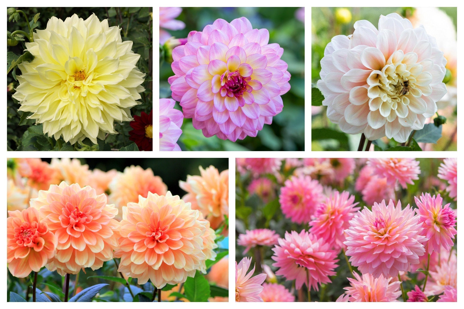 50 WATERCOLOR MIX DAHLIA Variabilis Double Bloom Mixed Colors Yellow Peach Pink Lavender Cream Orange Flower Seeds