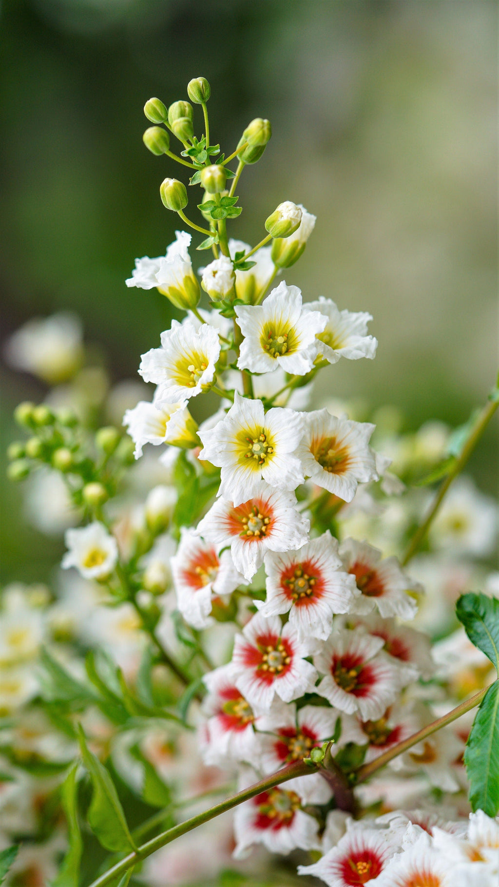 5 YELLOWHORN TREE Xanthoceras Sorbifolium aka Goldenhorn, Raintree, Chinese Flowering Chestnut - White Yellow Red Fragrant Flower Seeds