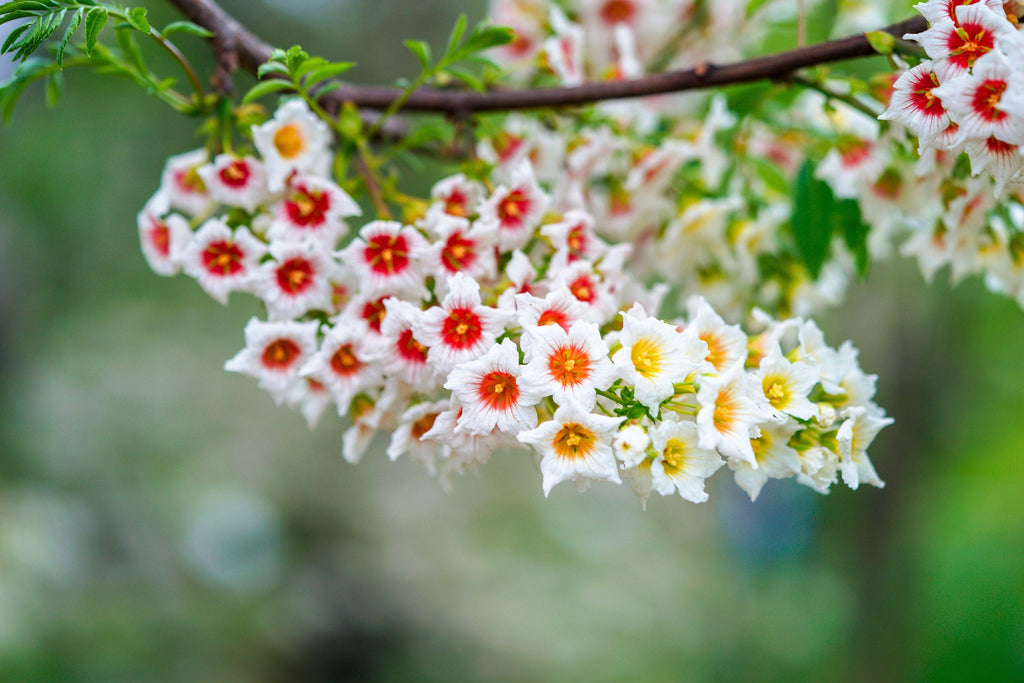 5 YELLOWHORN TREE Xanthoceras Sorbifolium aka Goldenhorn, Raintree, Chinese Flowering Chestnut - White Yellow Red Fragrant Flower Seeds
